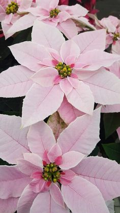 pink poinsettia flowers with green leaves in the foreground