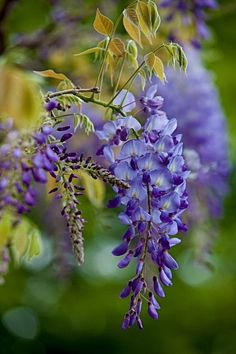 purple flowers are blooming on a tree branch