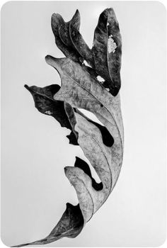 a black and white photo of a leaf