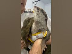 a man is holding a baby otter in his arms and it's being held by someone