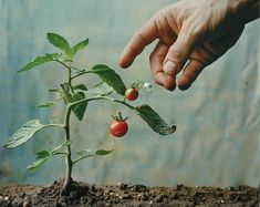 a hand reaching for a tomato plant in the dirt