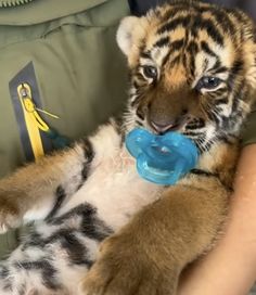 a baby tiger laying on its back with a pacifier in it's mouth