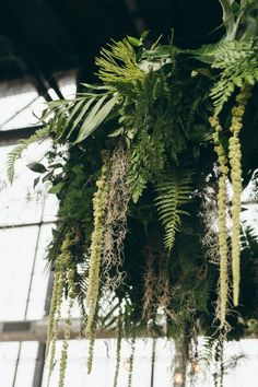 some very pretty plants hanging from the ceiling