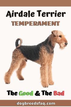 an aired terrier dog standing in front of a white background with the words, the good and the bad