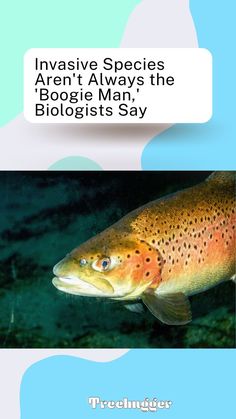 an image of a fish in the water with text above it that says, i have species