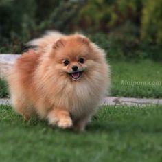 a small brown dog walking across a lush green field