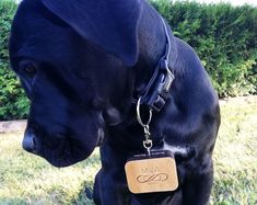 a large black dog with a tag on it's collar sitting in the grass