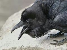 a close up of a black bird on a rock with its beak open and claws out