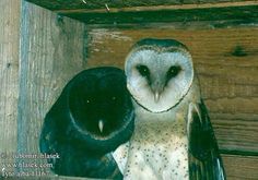 two owls sitting next to each other in a wooden box