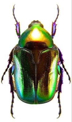 a close up of a beetle on a white background