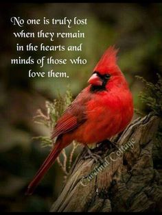 a red bird sitting on top of a tree branch with a quote above it that says, no one is truly lost when they remain in the hearts and minds