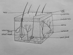 diagram of the structure of an animal's body