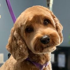 a close up of a dog on a leash