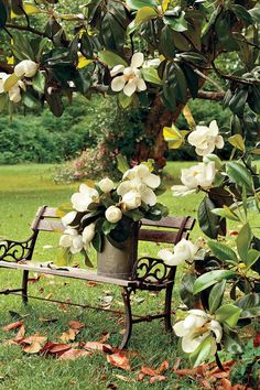 a wooden bench sitting under a tree filled with white flowers