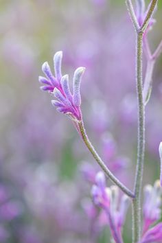 purple flowers are blooming in the field