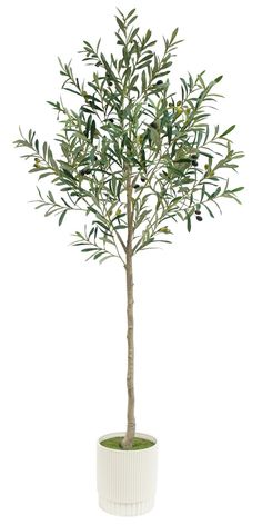 an olive tree in a white pot