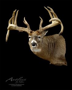 an antelope's head is shown against a black background