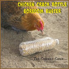 Empty Plastic Bottles, Chicken Toys, Chicken Chick