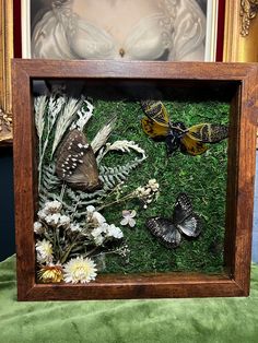 there are many butterflies in the shadow box