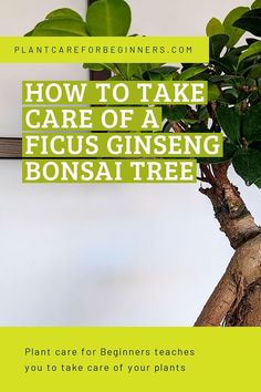 a bonsai tree with the text how to take care of a ficusinsing bonsai tree