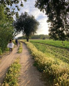 two people riding bikes down a dirt road next to tall grass and trees on both sides