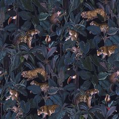 leopards and other wild animals are depicted in this dark jungle print wallpaper design