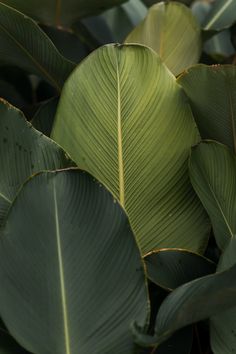 large green leaves are shown in this close up photo, with the light shining on them