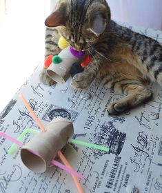 a cat sitting on top of a piece of paper