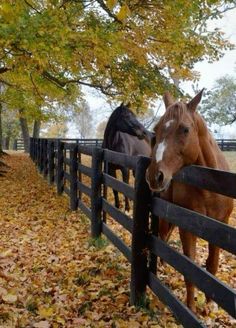 two horses standing next to each other behind a fence with leaves on the ground around them