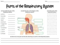 parts of the respiratory system worksheet for kids and adults with pictures on it