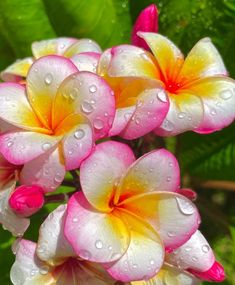 pink and yellow flowers with water droplets on them