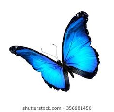 a blue butterfly flying in the air