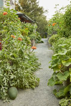 a garden with lots of green plants and orange flowers