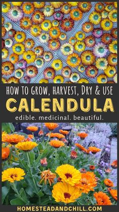 flowers with the words how to grow harvest, dry and use calendula