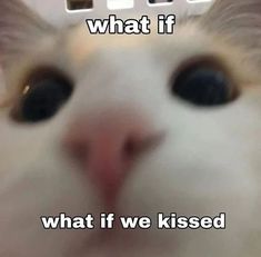 a close up of a cat's face with the caption what if?