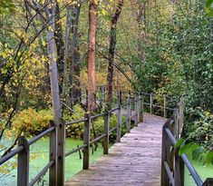 a wooden walkway in the middle of a forest