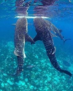 two whale sharks swimming in the ocean with their tails touching each other's noses