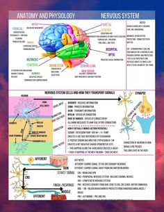 an image of the nervous system and its functions in human body, with text below it