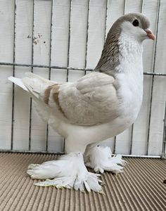 a white and gray bird is standing on the floor in front of a caged area