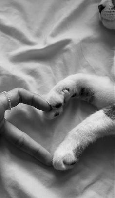 a cat laying on top of a bed with its paw in the shape of a heart