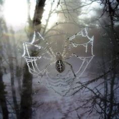 a spider web in the middle of some trees