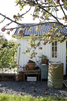 an apple tree in front of a shed with apples growing on the roof and around it