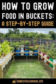 an image of how to grow food in buckets - a step by step guide