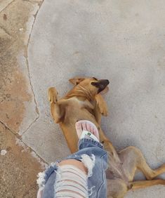 a dog laying on the ground next to someone's legs and leggings