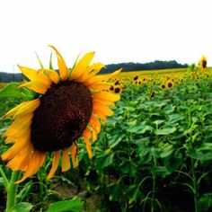 a large sunflower standing in the middle of a field