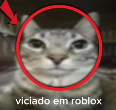 a cat is looking at the camera with an arrow pointing to it