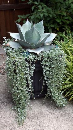 some plants that are growing out of a planter in the ground next to each other