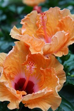 two orange flowers in the middle of some green leaves and plants with red stamens