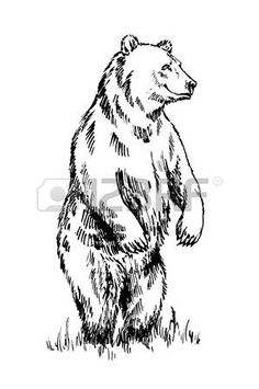 a drawing of a bear sitting on its hind legs, with the caption below it