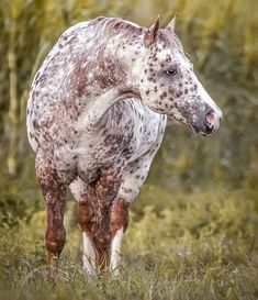 a brown and white horse standing on top of a grass covered field